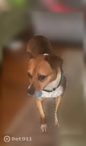 Lost dog, Albany, Georgia, Albany — male Jack Russell terrier mix with green collar - photo