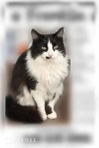 Lost cat, Mahaffy Avenue, 1385, Rochester Hills — long-haired male with a pink nose - photo