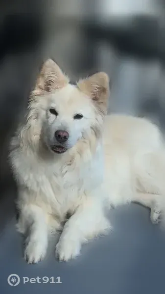 Lost female dog, Southwest 8th Avenue, Fort Lauderdale — 8-year-old Samoyed mix - photo