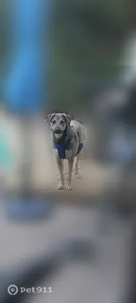 Lost dog, Coit Road, 2240, Plano — brown with dark gray coloring - photo