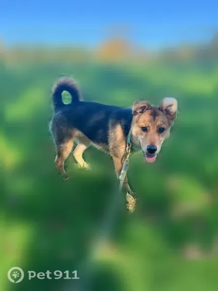 Lost dog, Darley Road, 965, Claymont, Wilmington — male, fox-like appearance - photo