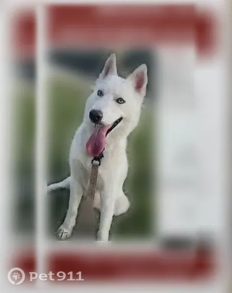 Lost female dog, Cumberland Avenue, 2445, Charlotte — white husky with light blue eyes - photo