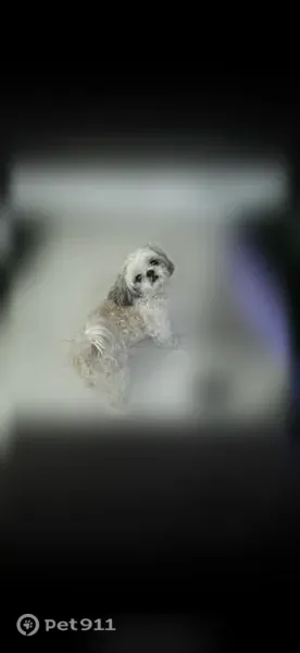Lost dog, male Shih Tzu, Cicada Lane, 3735, Aldine, Houston - photo