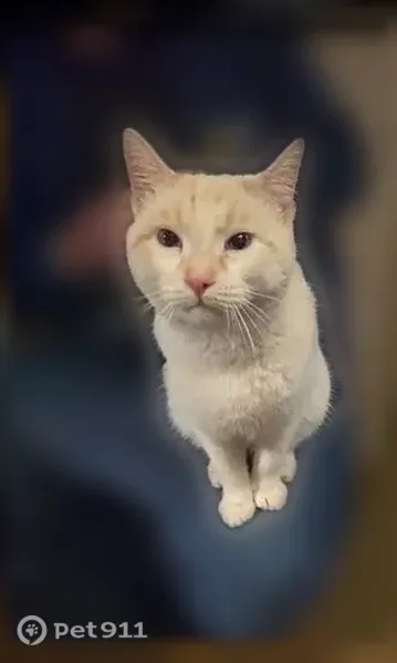 Lost male cat, Straitland Road, Washington, Redmond — escaped harness, hiding in wooded area - photo