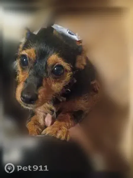 Lost female dog, Robin Road, Arkansas, Arlington — black-and-brown chiweenie - photo