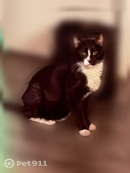 Lost male cat, West Bennion Road, 9960, Worley, Redmond — black-and-white tuxedo - photo