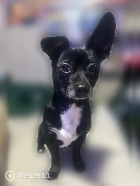 Lost female dog, Road 415, 45049, Coarsegold — may come for food - photo