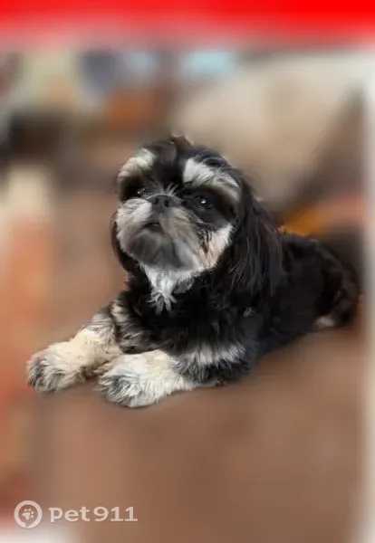 Lost male dog, Southwest 26th Avenue, 3306, Ocala — black and white Shih-tzu - photo