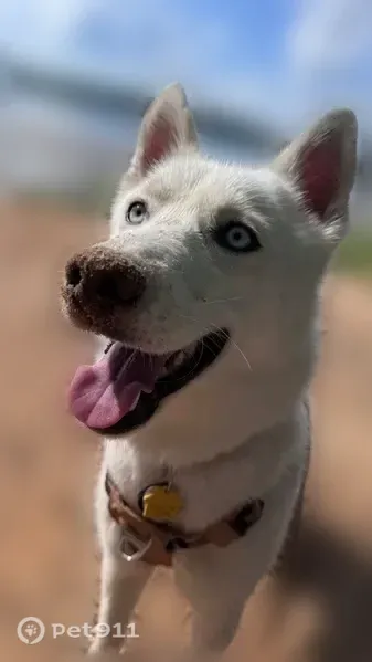 Lost female dog, 2435, Charlotte — white Husky with blue eyes - photo