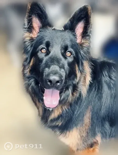 Lost male dog, Forester Circle, Menifee — black and tan German shepherd - photo