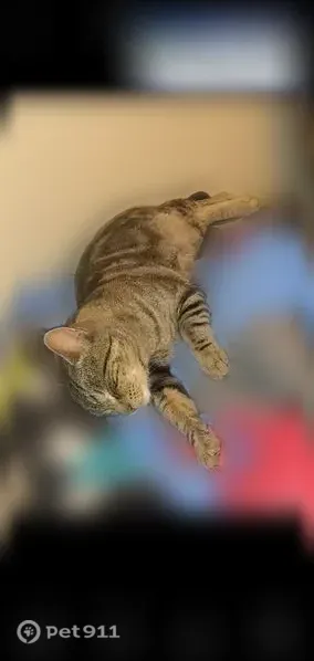 Lost cat, Cypress Street, 1642, Pueblo — male tabby with a white muzzle - photo