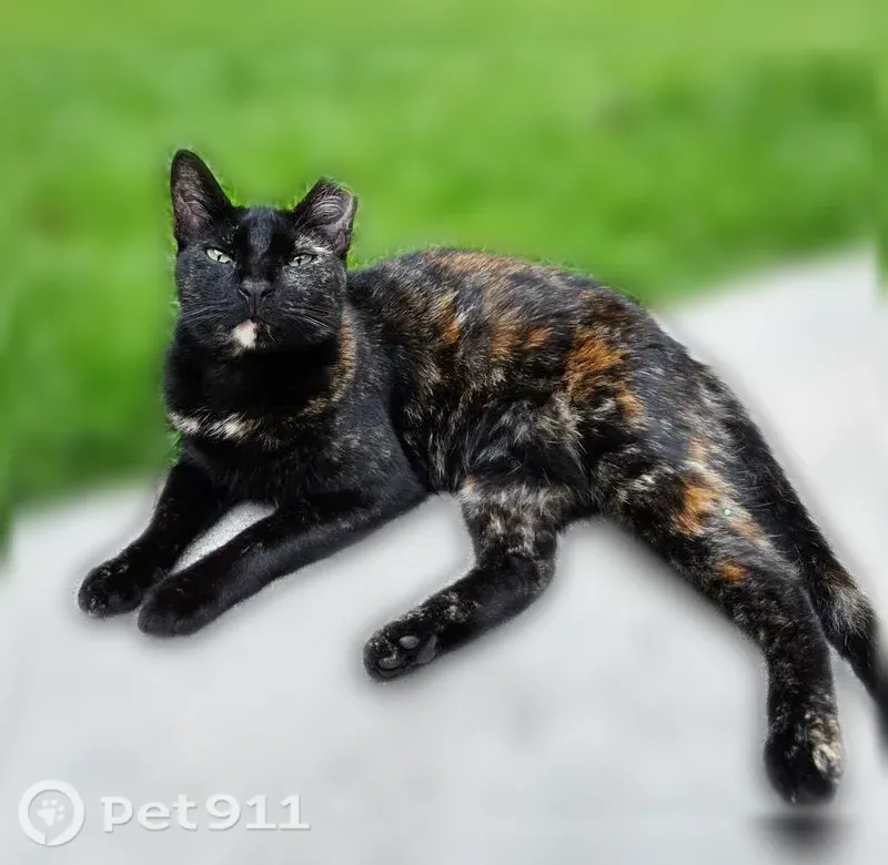 Lost cat, Arden Ridge Court, 364, Suwanee — female, usually stays on the block - photo