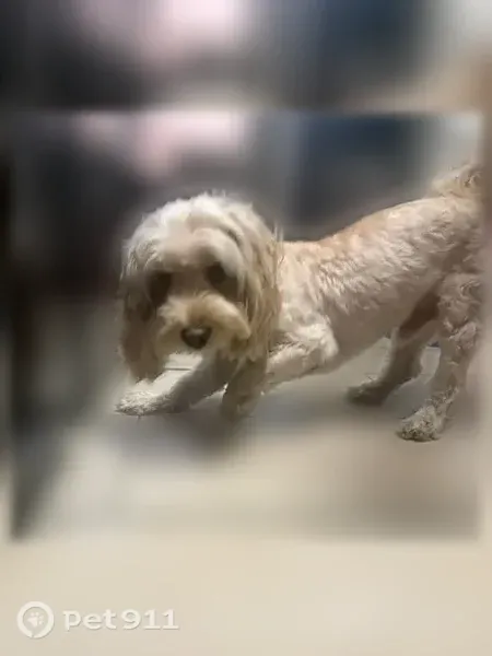 Lost Dog, male, Stanford Avenue, 11877, Los Angeles — sweet and non-aggressive - photo
