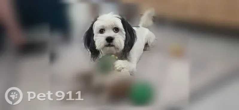 Lost dog, Elgin Drive, El Paso — small male Shih Tzu–Poodle mix - photo