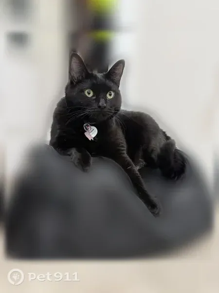 Lost cat, female, 33rd Street West, 2504, Lehigh Acres, Cape Coral — lilac collar - photo