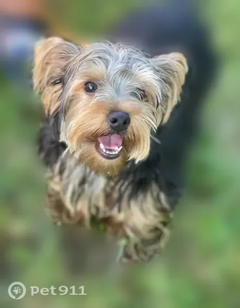 Lost male dog, West Green Tree Road, 5301, Milwaukee — black and brown with gray fur - photo