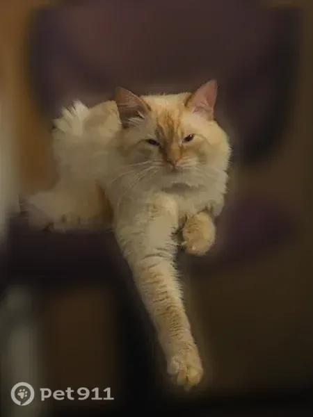 Lost cat, Seaview Avenue, 3, Old Orchard Beach, Dunstan — male Siberian with a white coat and auburn ears - photo