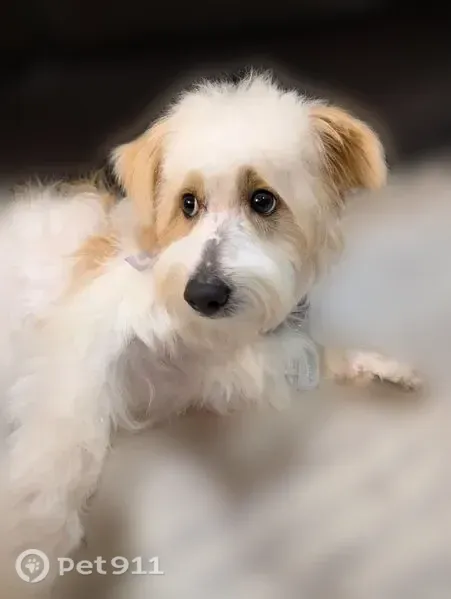 Lost dog, Chandelle Court, 9S075, Naperville — shy male with a white wavy coat and tan markings - photo