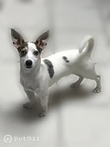 Lost male dog, Southwest 211 Street, 10701, Cutler Bay — small terrier mix with light blue eyes - photo