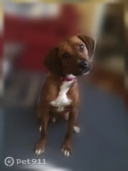 Lost dog, Hawthorne Road, 8910, La Plata — male redbone coonhound with white markings - photo