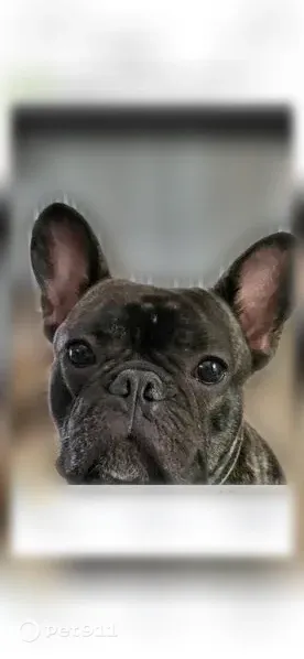 Lost male dog, Vista del Lago Boulevard, Dundee, Auburndale — black brindle French Bulldog - photo