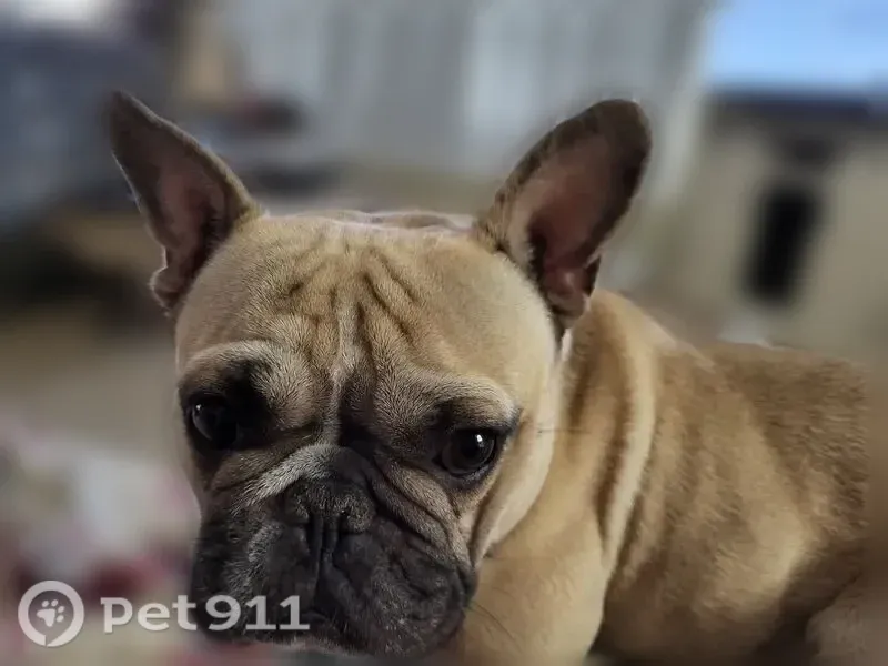 Lost dog, Vista del Lago Boulevard, Dundee, Auburndale — male cream French Bulldog - photo
