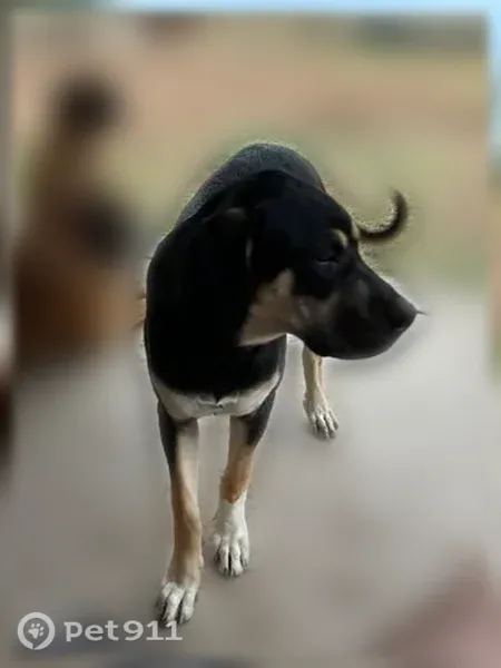 Lost dog, East Broadway Road, 10741, Mesa, Mesa — female Rottweiler coloring - photo
