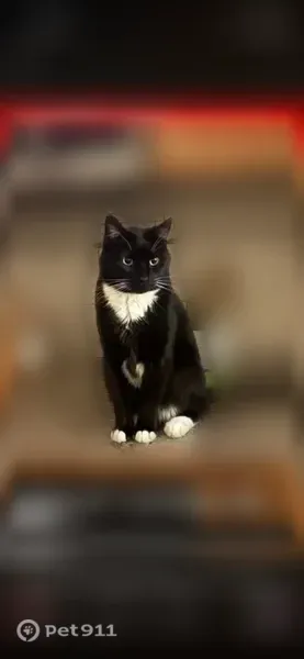 Lost cat, Airport Avenue, 3422, Caldwell — male tuxedo cat with white paws - photo