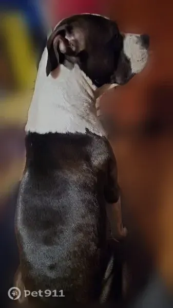 Lost male dog, Benton Pike NE, Cleveland — timid American Bully-Cane Corso mix - photo