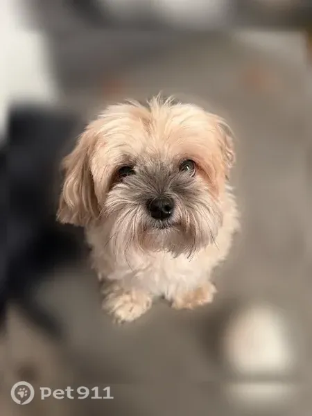 Lost dog, West Park Drive, 2558, Murfreesboro — male, light brown hair - photo