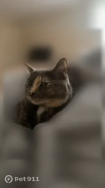 Lost cat, Albert Street, 27625, Novi — female with light brown, brown, and white fur - photo