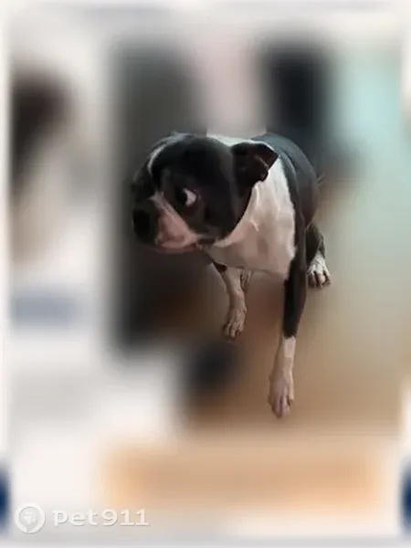 Lost dog, Los Angeles — male Boston terrier - photo
