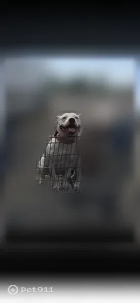 Lost dog, Superior Boulevard, Four Corners, Four Corners — white female pocket bully - photo