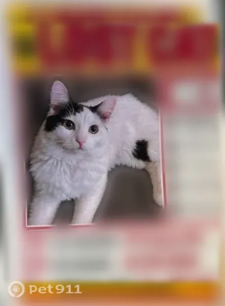 Lost female cat, West Payson Road, 8422, Phoenix — medium-haired with a black tail - photo