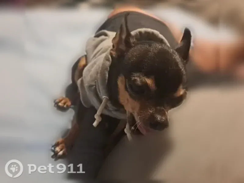 Lost Dog, East 2nd Avenue, 248, Sutherlin — female Chihuahua who loves people - photo