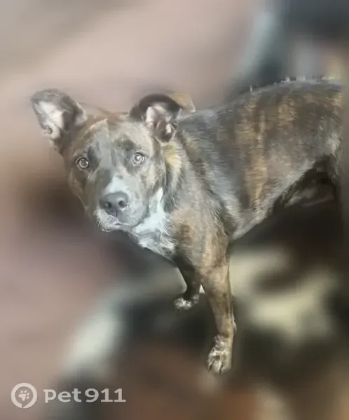Lost dog, Ten Mile Bridge Road, 6162, Fort Worth — sweet and shy female pit mix - photo