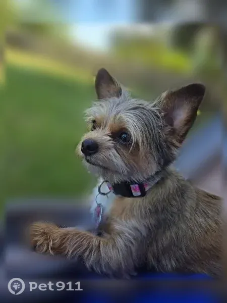 Lost dog, female, NE 141st Pl, Seattle — Yorkie mix - photo