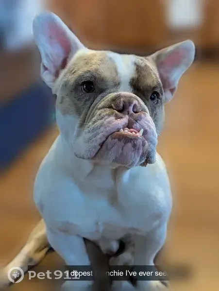 Lost male dog, South Francisco Avenue, 5841, Chicago — tan, brown and white French bulldog mix - photo