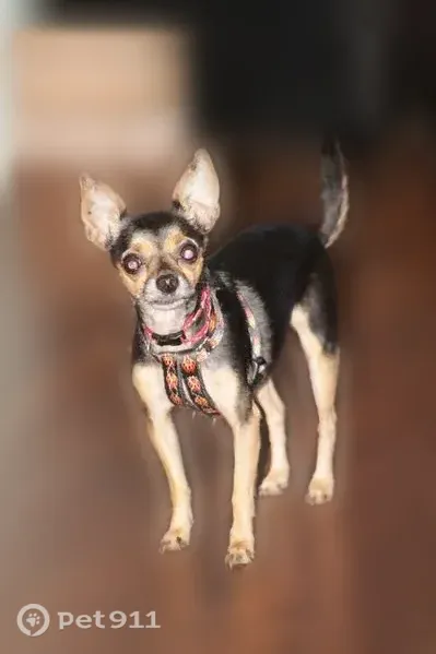 Lost female dog, Lakefront Road, 9423, Spring Hill — black and tan, about 5 lb - photo