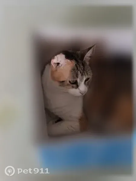 Lost female cat, Quiet Harbor Avenue, 32424, Leesburg — calico with a deformed ear - photo