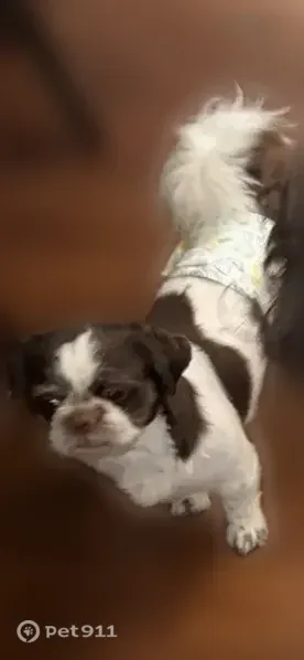 Lost dog, male, Chastine Drive, 550, Spartanburg, Cata?o — no collar - photo