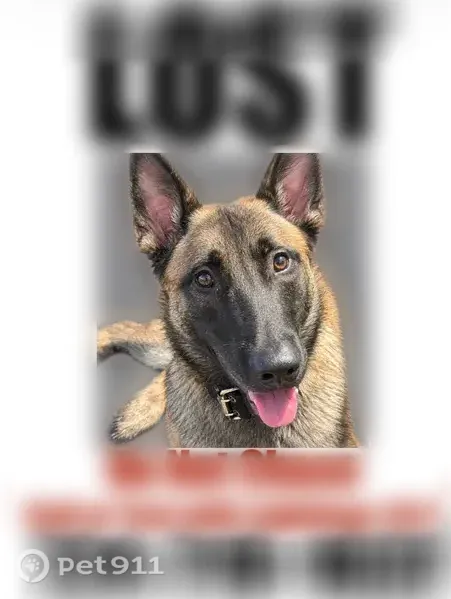 Lost dog, McIntyre Square Drive, 20, West View — male with a tan body and black face - photo