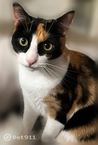 Lost cat, Jean Marie Drive, 1856, Winter Garden — black, white and orange calico with six toes - photo