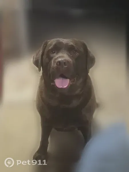 Lost female dog, New Berlin — dark chocolate Lab, 60–70 lbs - photo
