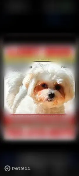 Lost dog, Pride Avenue, Inwood — female, fluffy with a hot pink harness - photo
