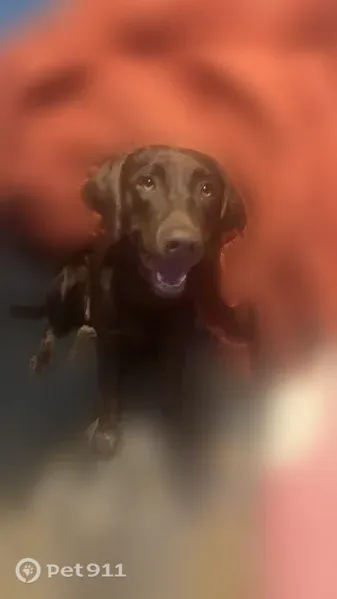 Lost female dog, Frank Cottle Road, 203, Teachey — brown chocolate Lab with green collar - photo