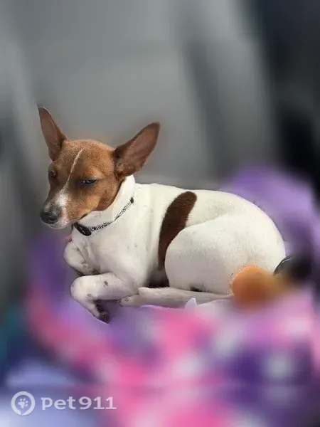 Lost dog, Northwest 10th Street, 3040, Ocala, Orlando — female, shy and friendly - photo