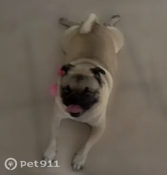 Lost female dog, Fairmont Avenue, 3721, Pharr — beige and black coat - photo