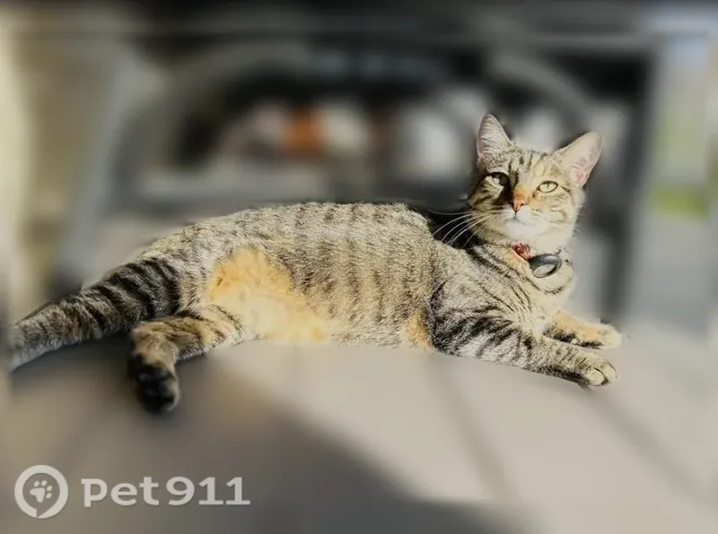 Lost cat, Diversey Drive, 836, St. Louis, Webster Groves — female, friendly and sweet - photo
