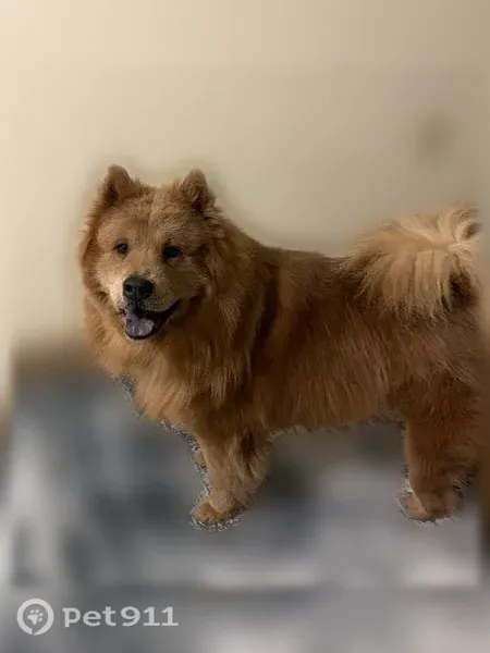 Lost dog, East 91st Street, 5804, Tulsa — skittish but mostly friendly - photo